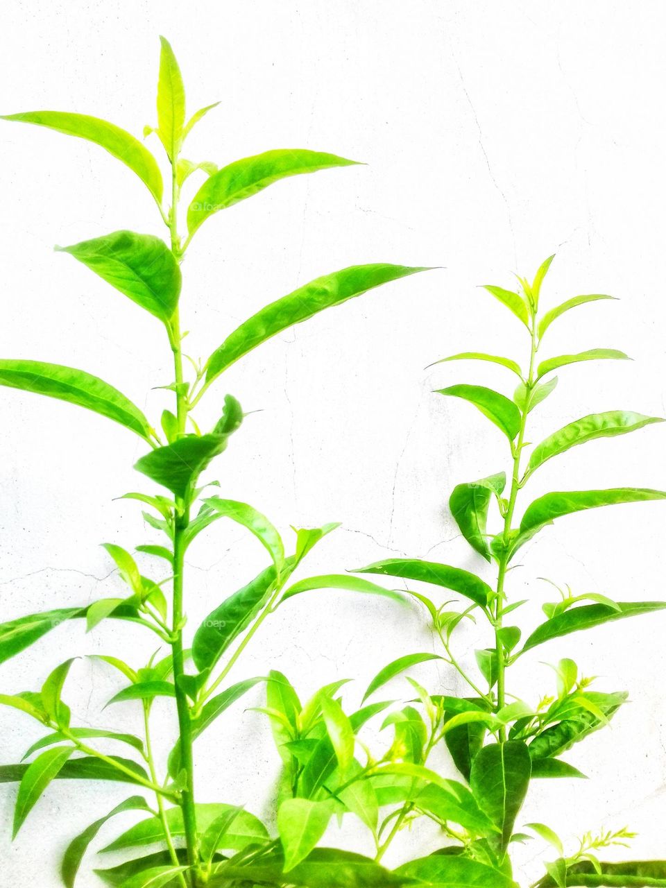 Night-blooming jasmine - plant