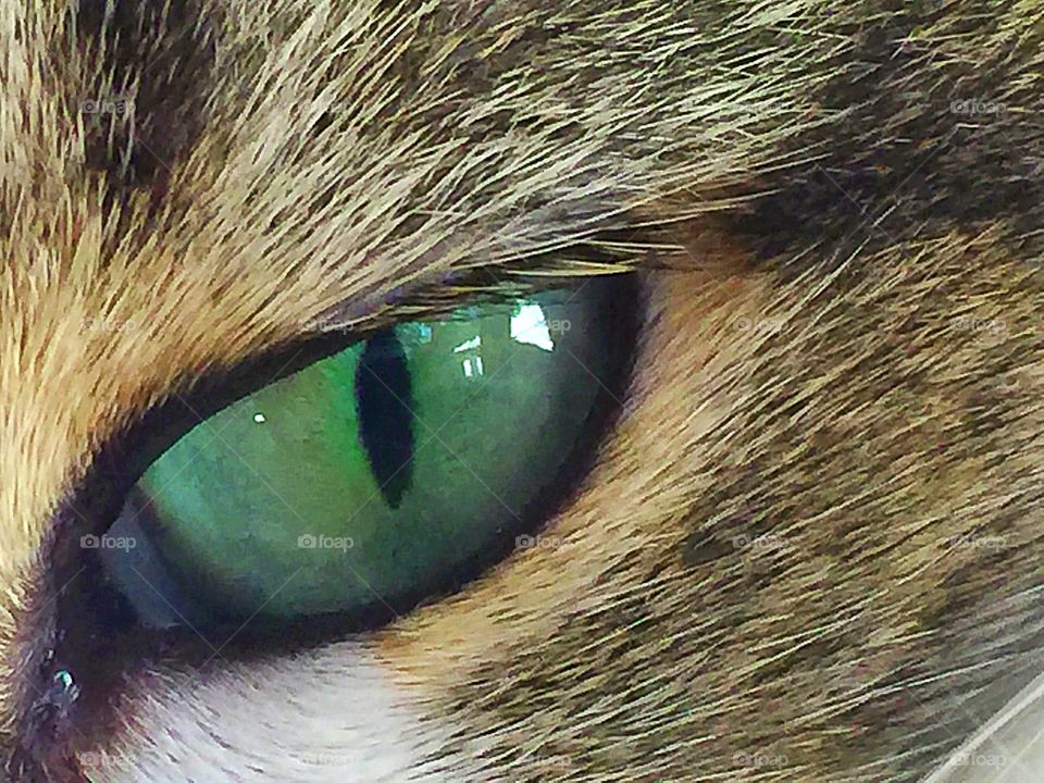 Macro cat eye