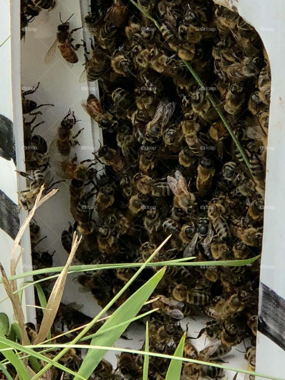 Bees, honeybees, split, splits, nuc, eznuc, cluster, clustering, beard, bearding, grass, summer, insects, beekeeping 