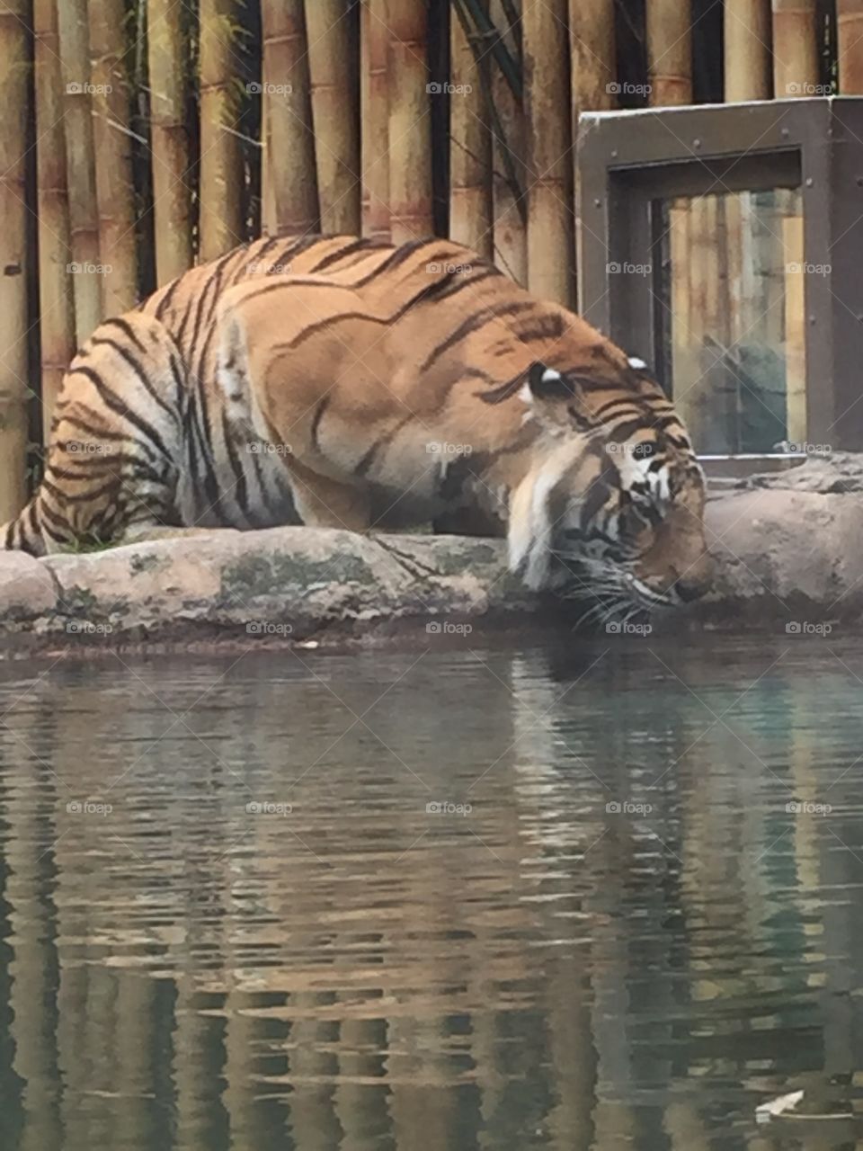 A tiger keeping up with his health by drinking plenty of water a day. Good job buddy!!!