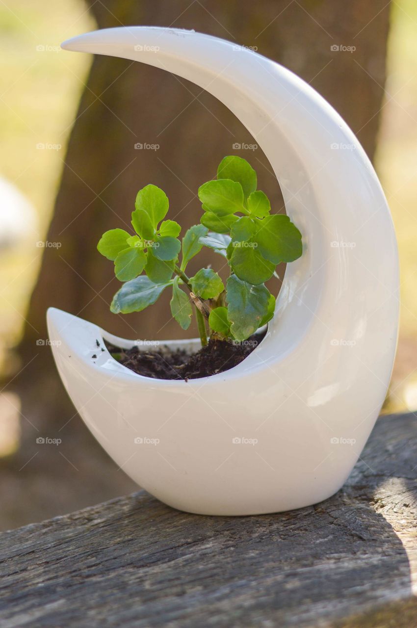 Small Kalanchoe in moon shape flower pot.