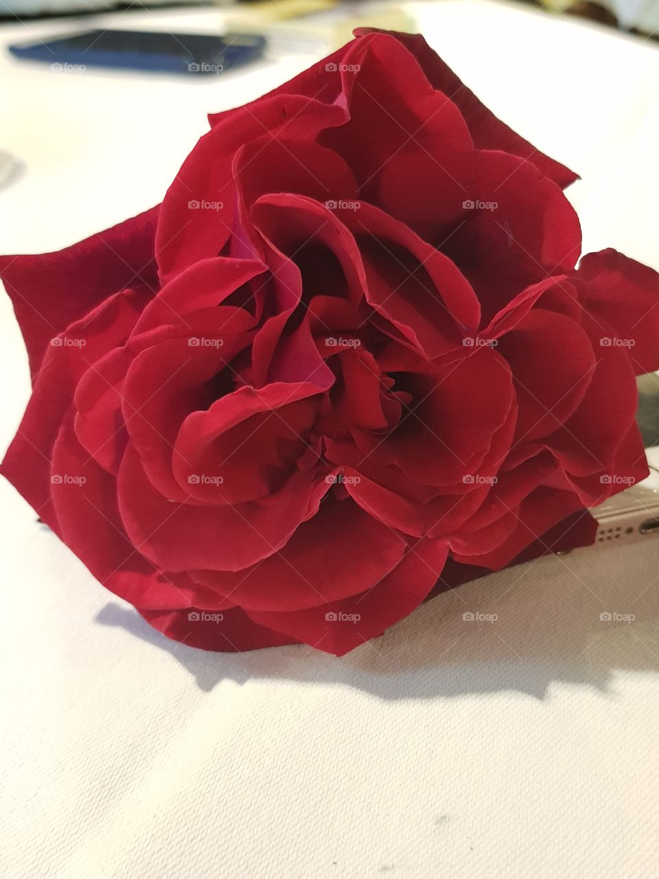 red rose 🥀🌹⚘🌷