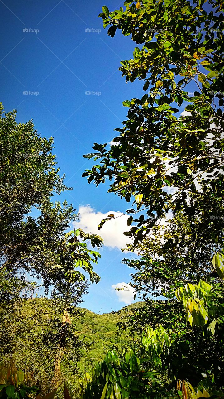 Lántiān, shùmù, zhíwù, zìrán shì měilì de, měi yīgè fēngjǐng dōu shì mírén de.