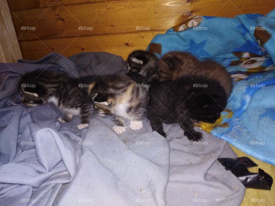 baby kittens