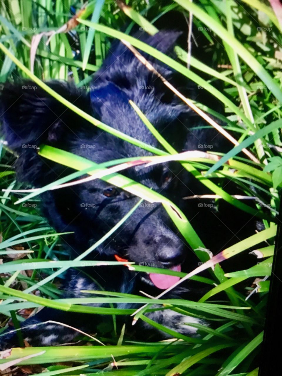 Peeking out from grasses