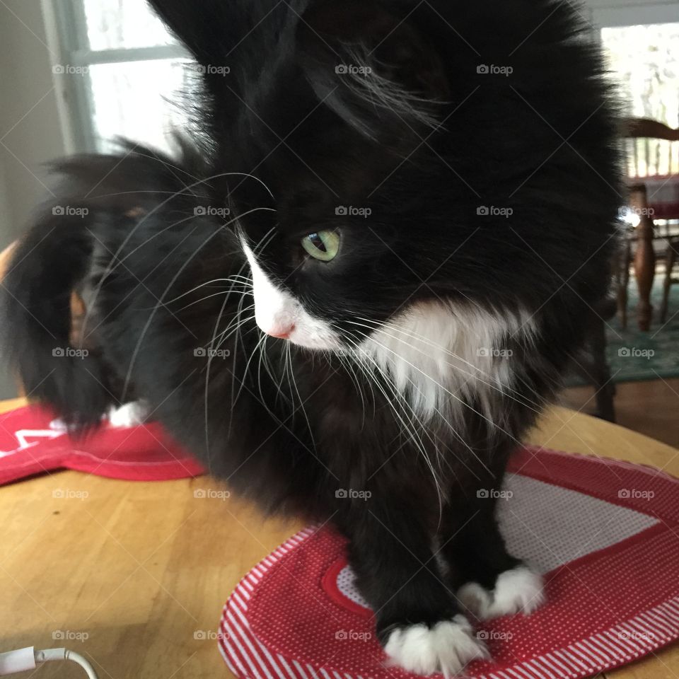 My little Valentine. Marie, my tuxedo cat up on my kitchen table sitting on the Valentine placemats. Bad kitty. 