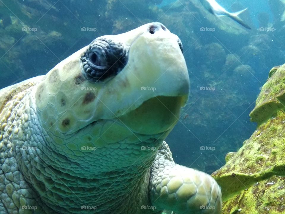 🐢👁Turtle frown👁🐢