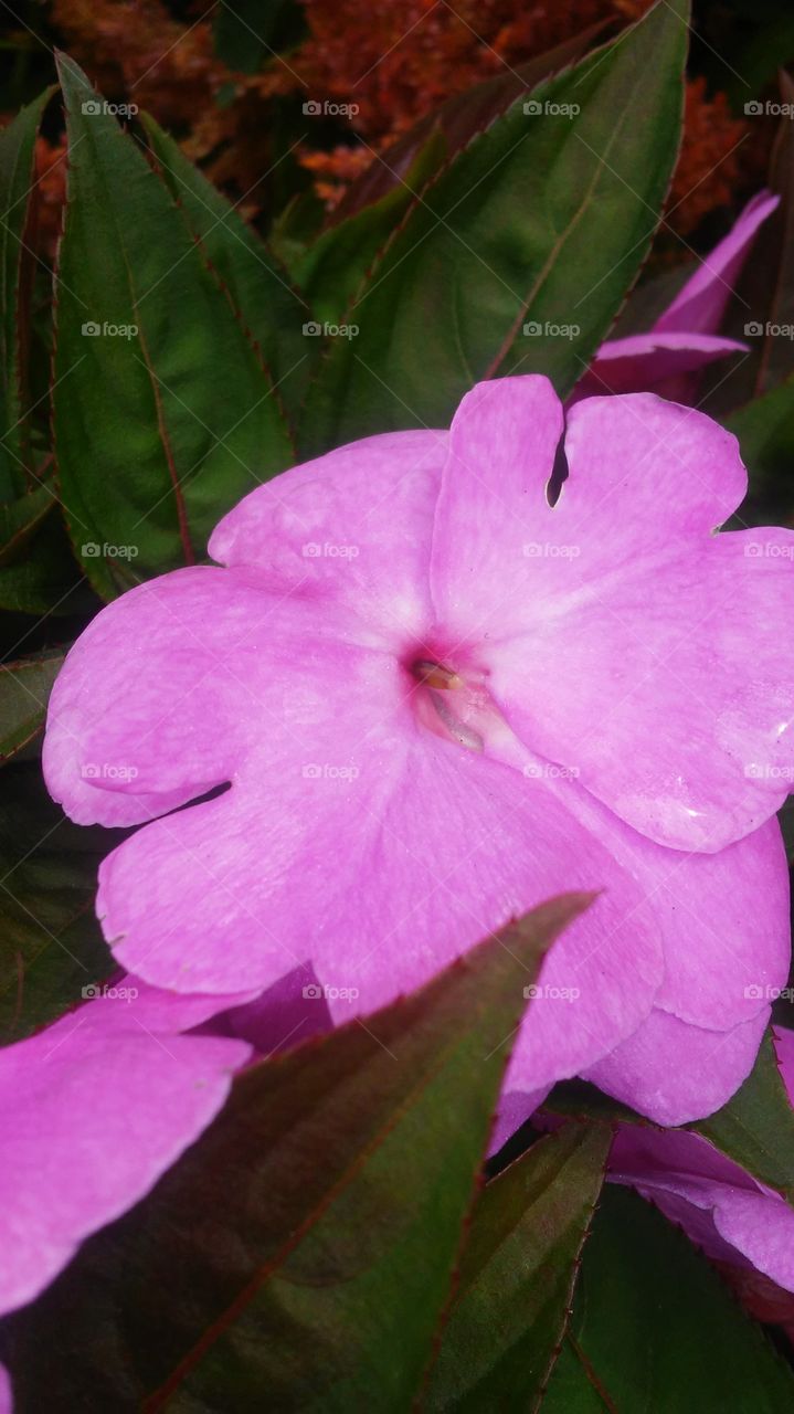 Flower, Nature, Flora, No Person, Garden