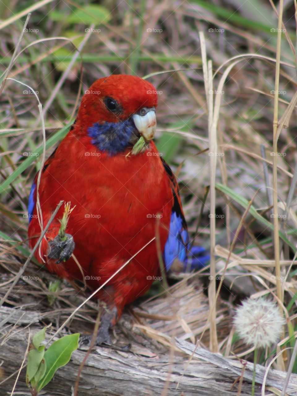 Crimson Rosella 