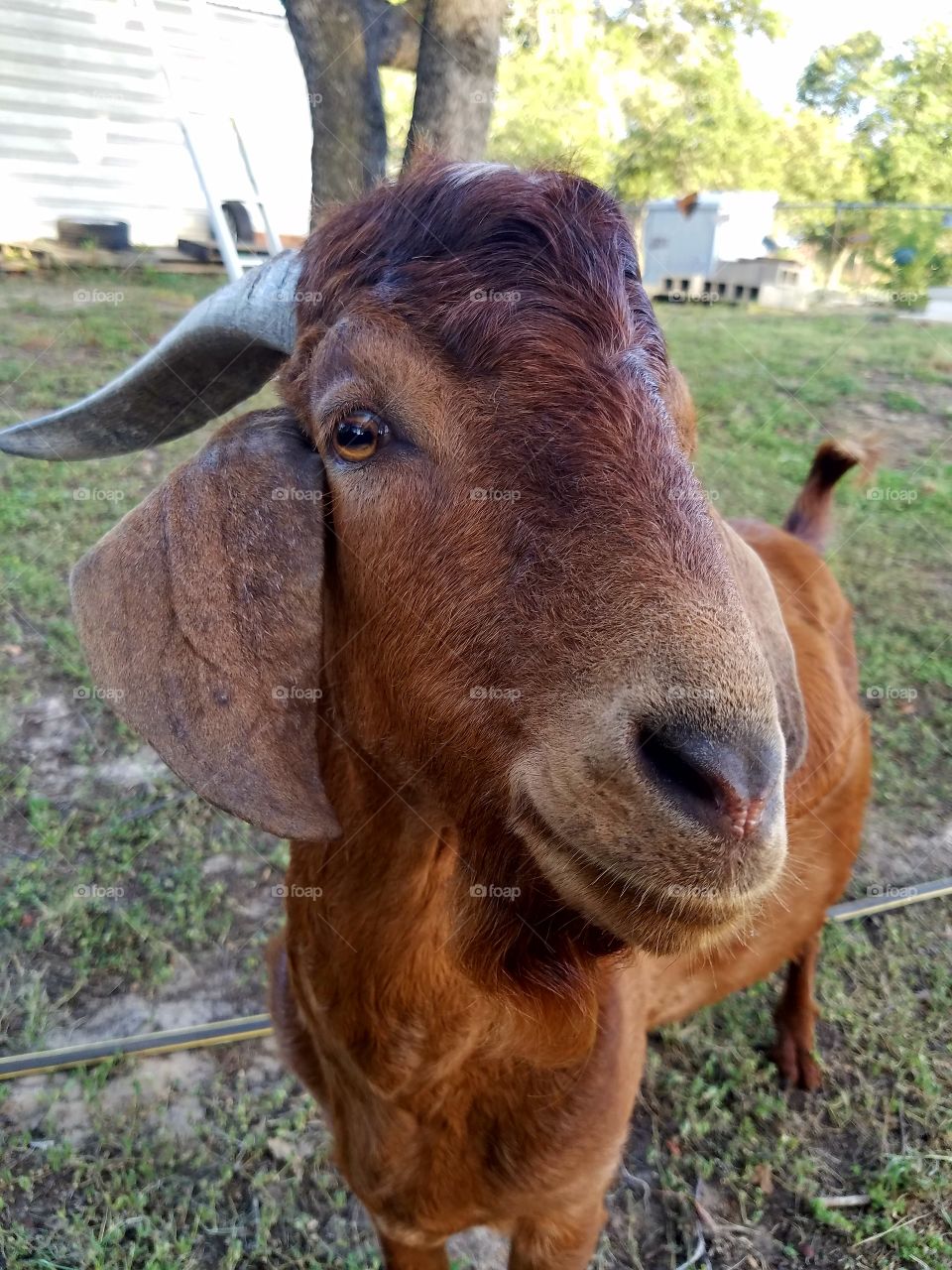 male boer goat