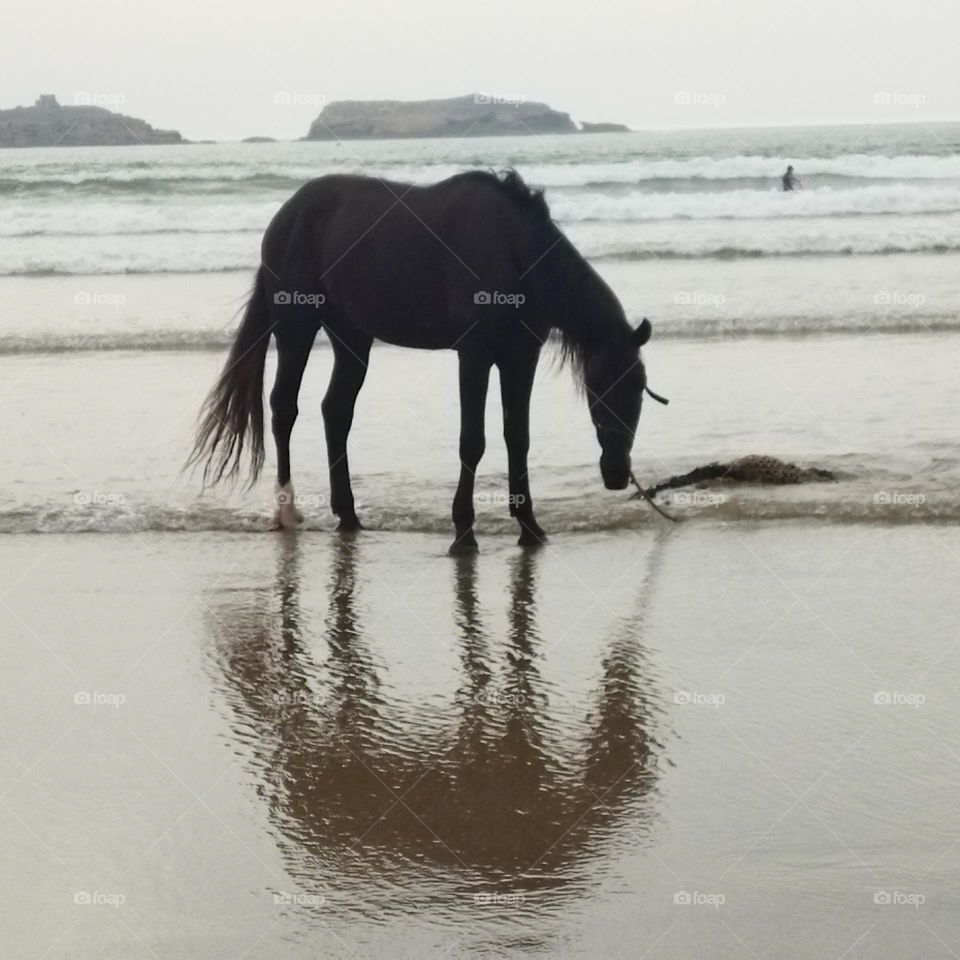 beautiful black horse and its shadow near the beach.