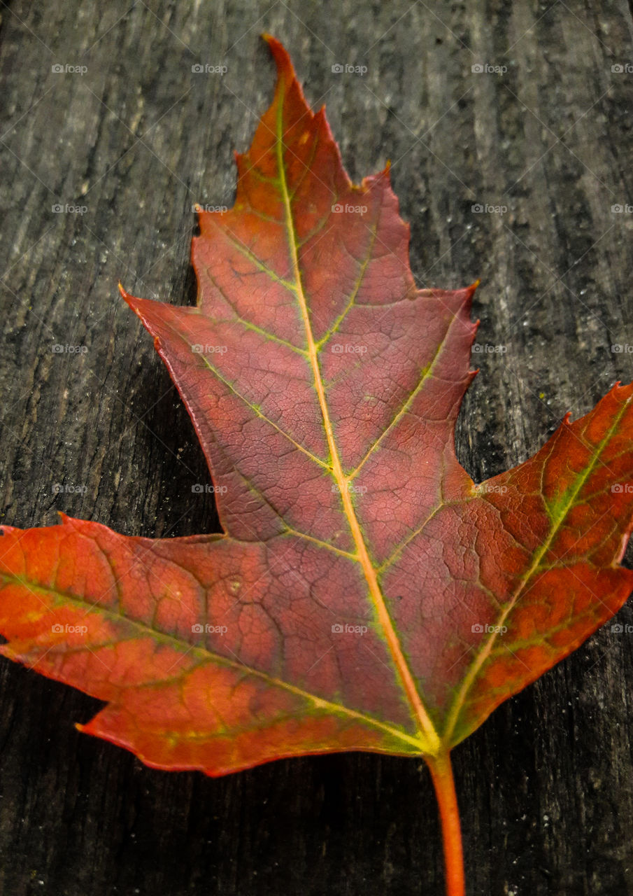 Mother Nature painting the landscape with a vibrantly colored red maple leaf.