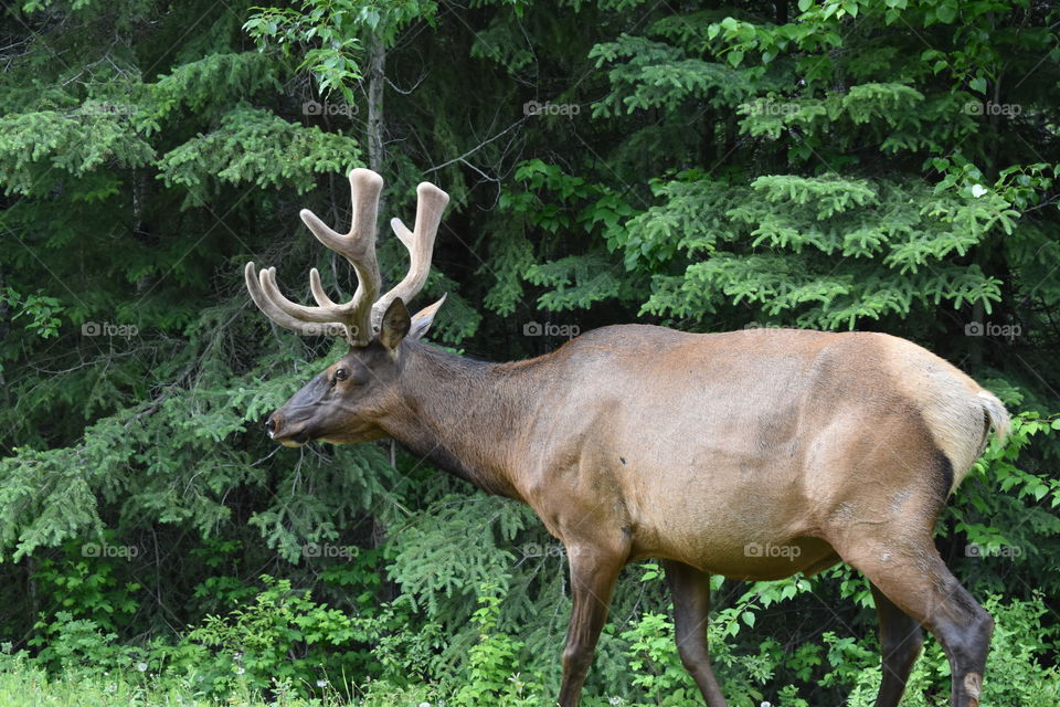 Bull elk in the forest