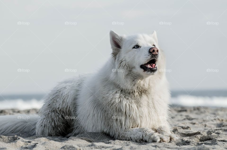 View of dog sitting on sand