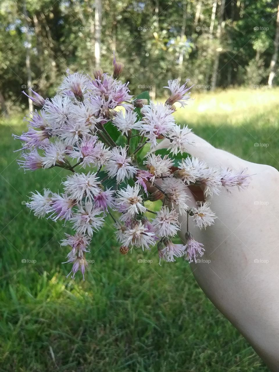 São simples e comuns sim, mas belas e perfumadas.