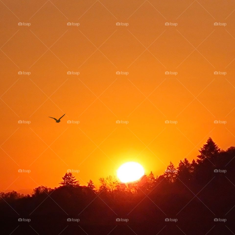 Bird flying into the Oregon Sunrise