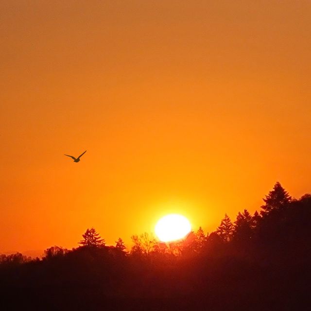 Bird flying into the Oregon Sunrise