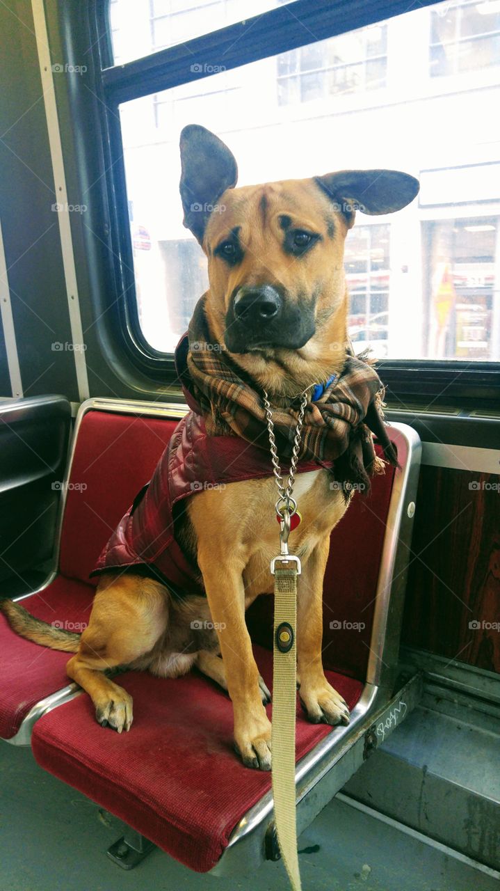 on the TTC with my handson doggy.
