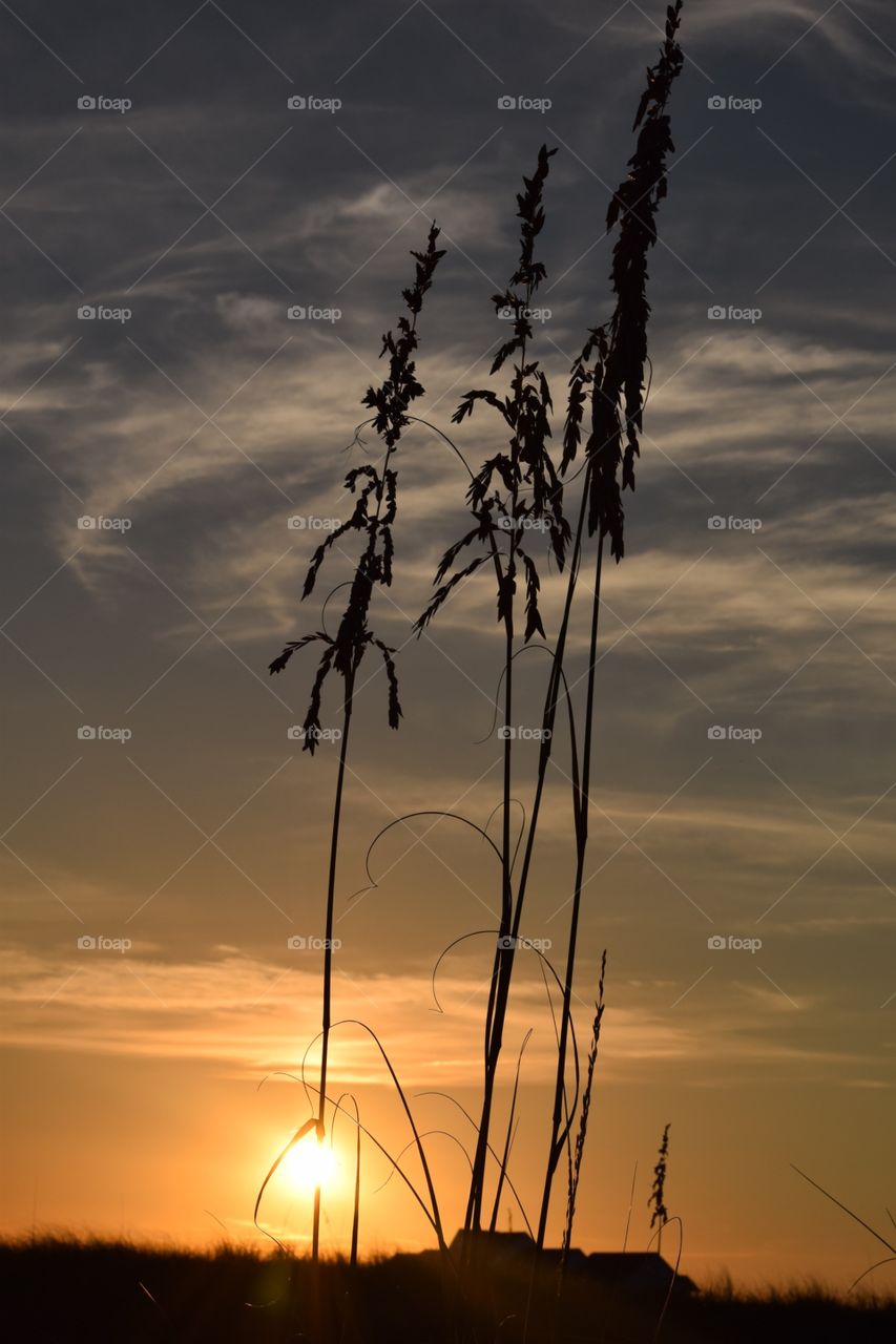 Beach grass. Sand plants at sunset 