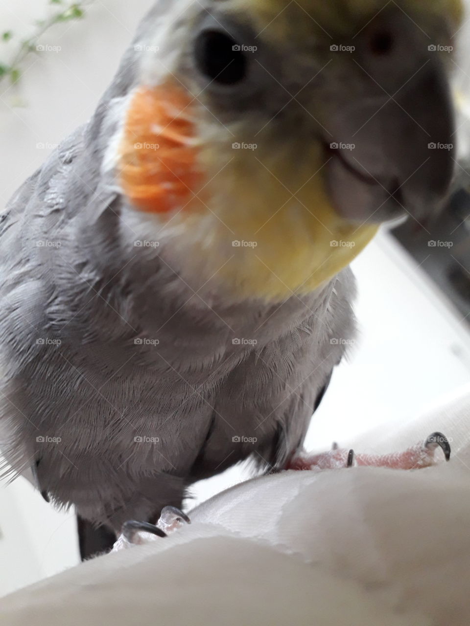 parrot parakeet funny zoom grey giant curious beak bird cockatoo