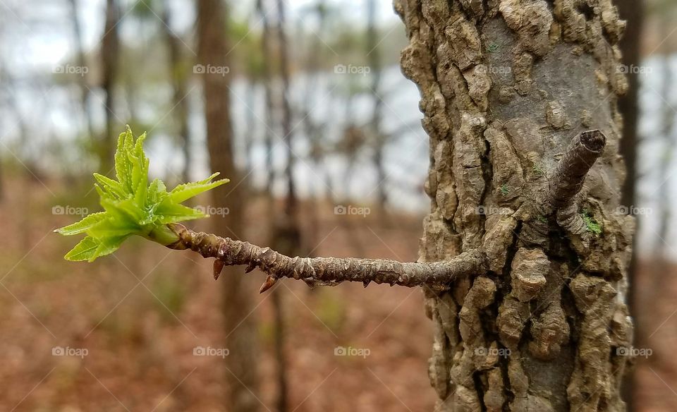 new growth after winter.