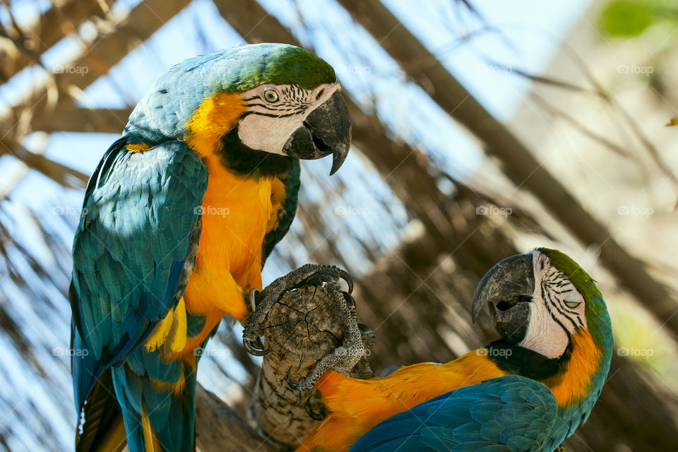 Gold And Blue Macaws