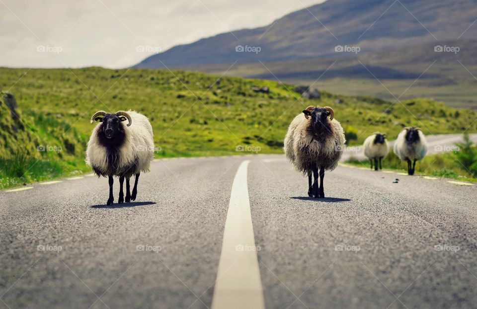 Sheeps on the road