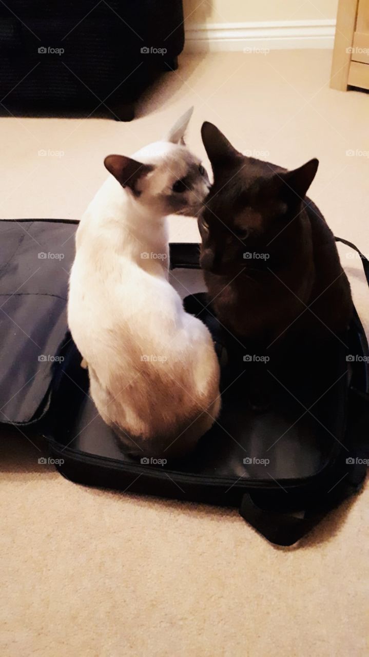 Let me whisper sweet nothings 