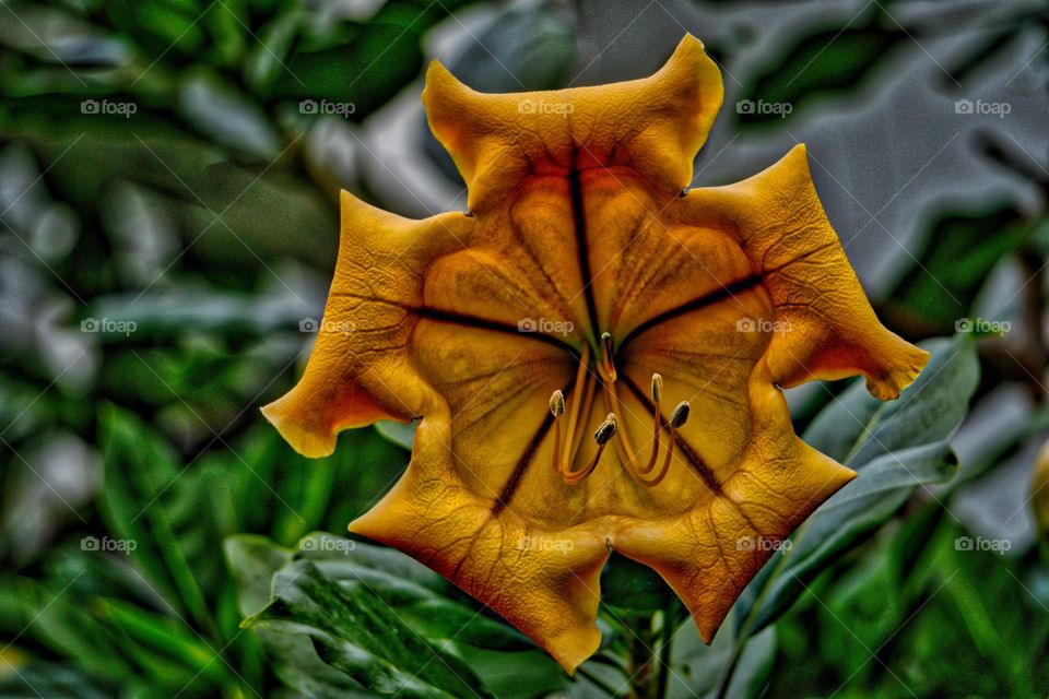 Close-up of single flower