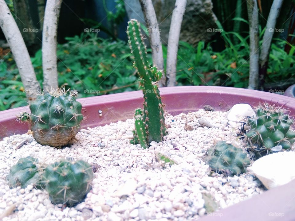 Cute small cactuses in the garden. Anything small are kawaii! They are like an outstanding building or architectures.