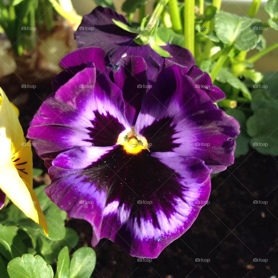 Pansy