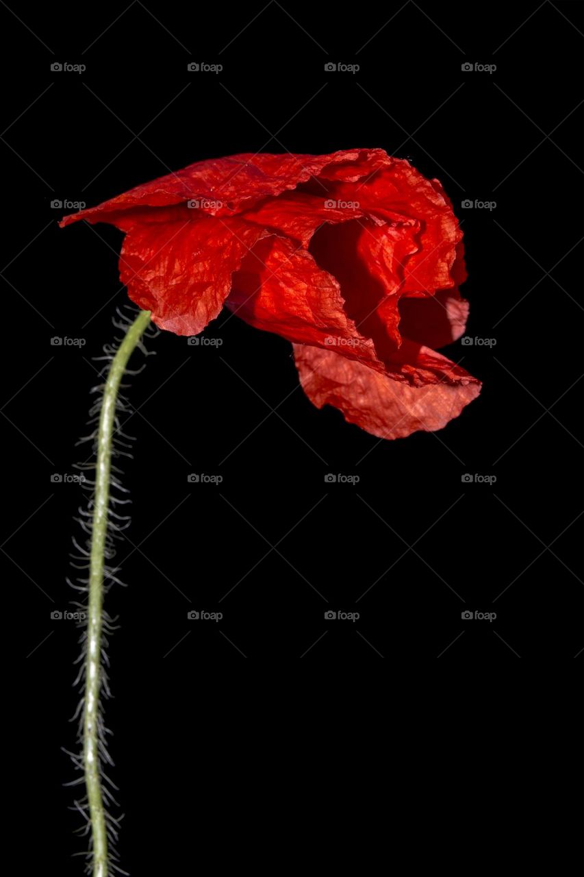 Poppy against the background of the night sky.