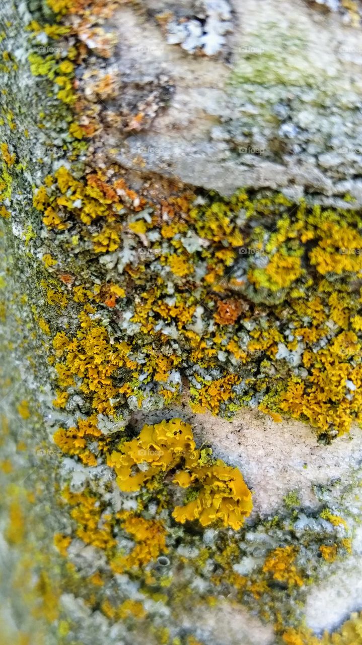 close-up of lichen on tombstone