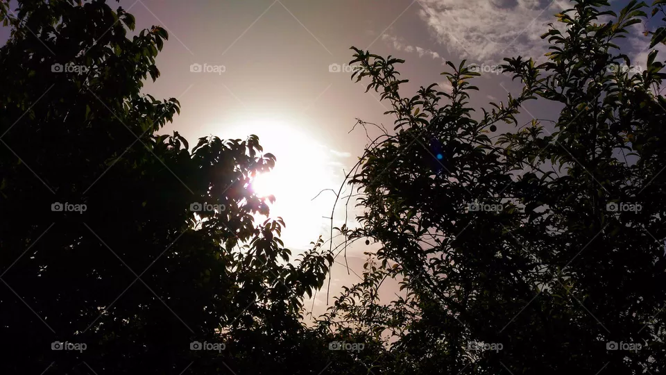 The fireball sun at sunset hiding between olive trees in Panza on the Italian island Ischia