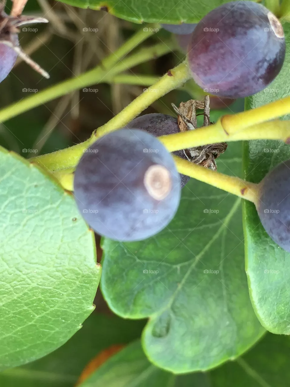 Berries