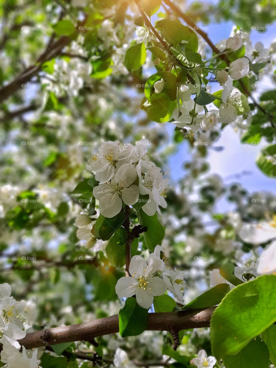 ветка черемухи