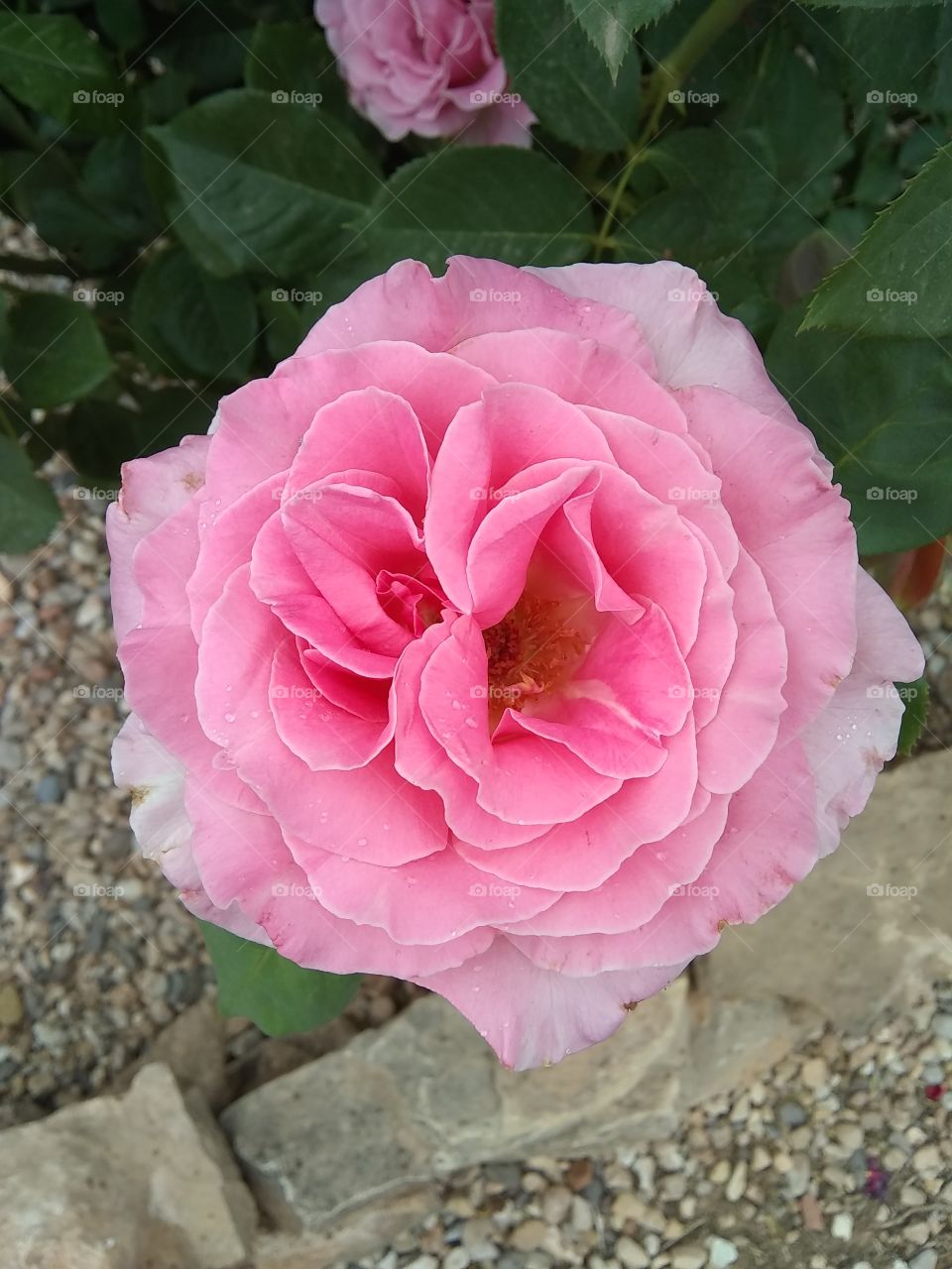rose