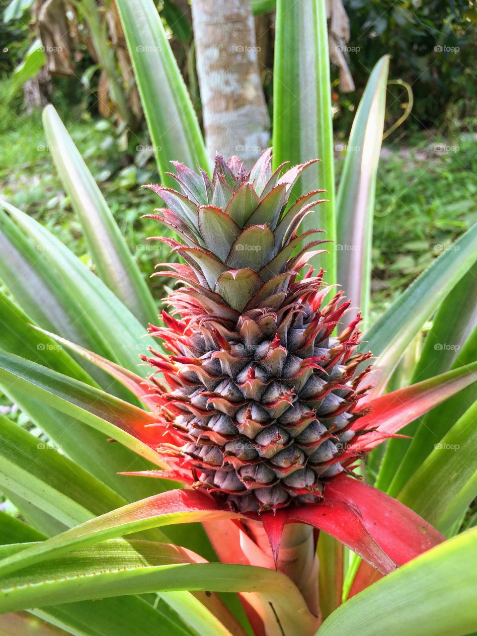 Fresh pineapple fruit on plant with colorful