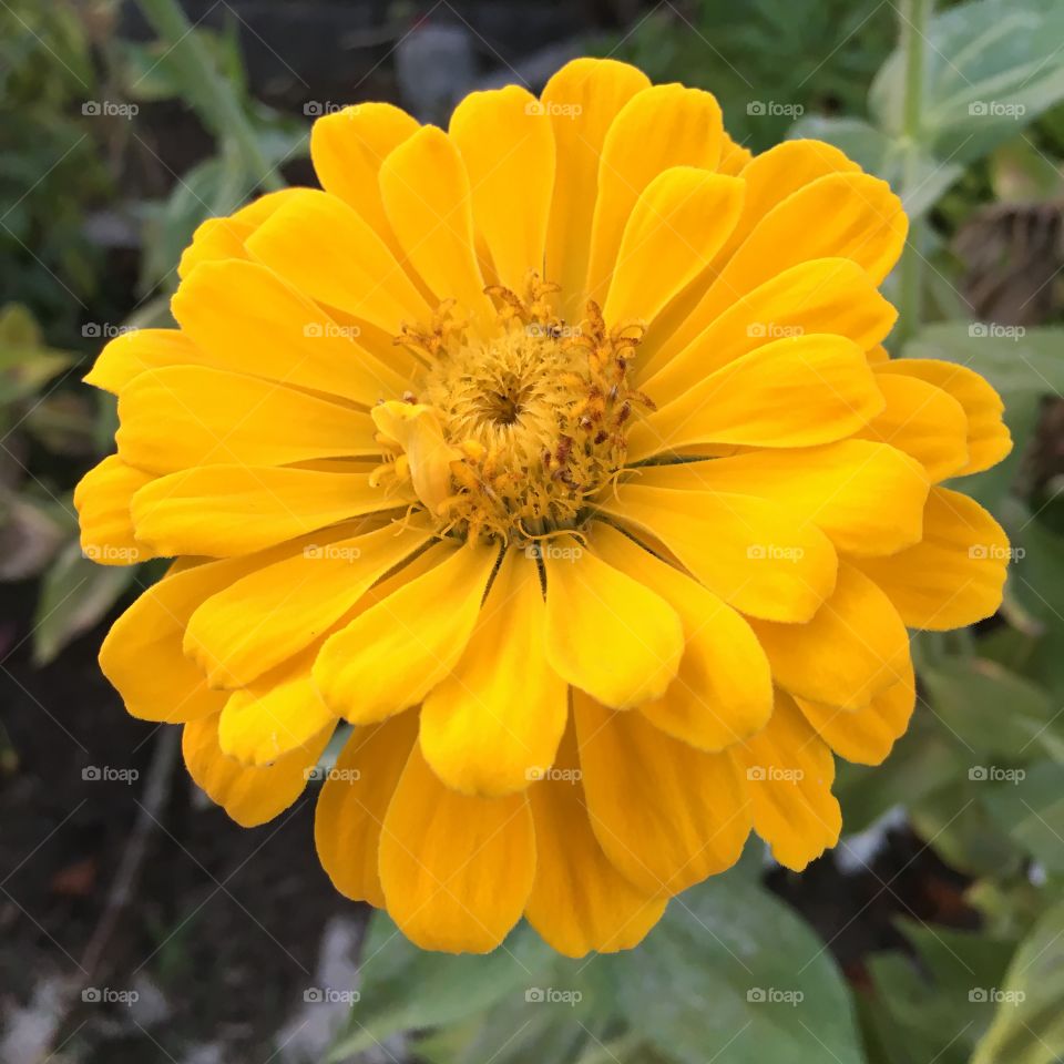 Yellow Zinnia 