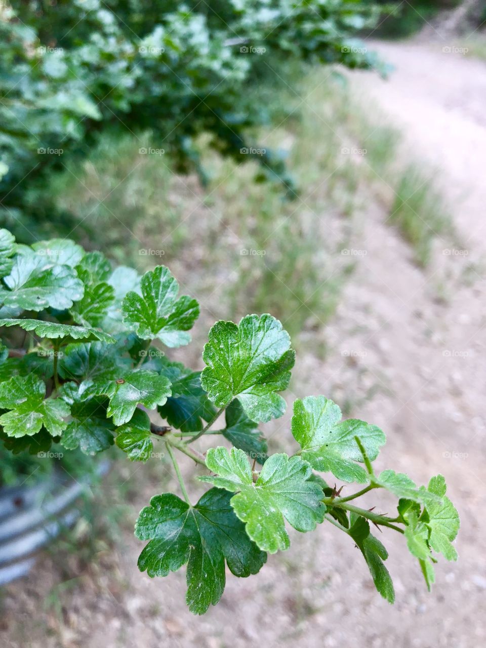 A beautiful green branch protrudes in the path of a hike in sunny California. Lush and green and inviting. 