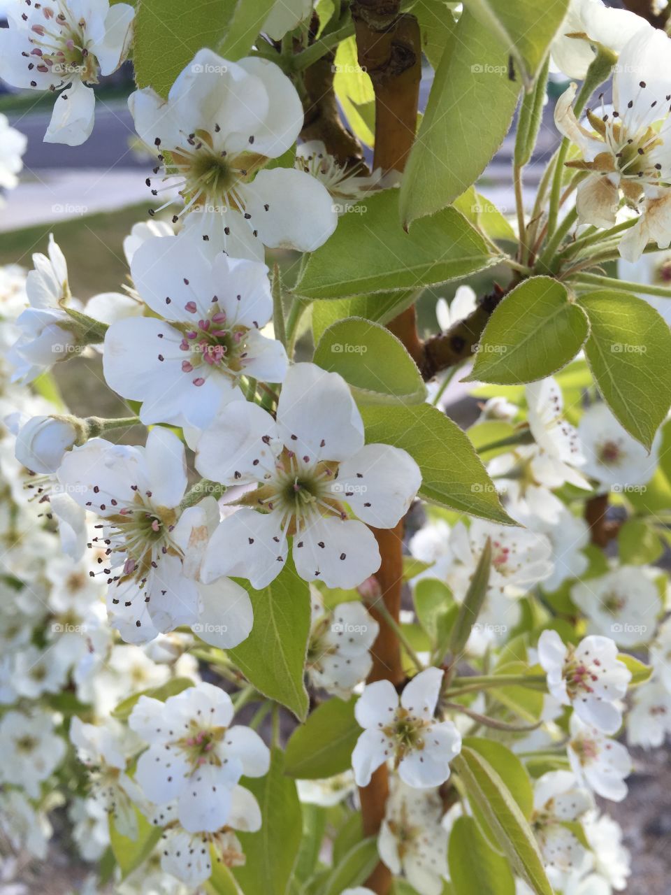 Close up of pear blossoms