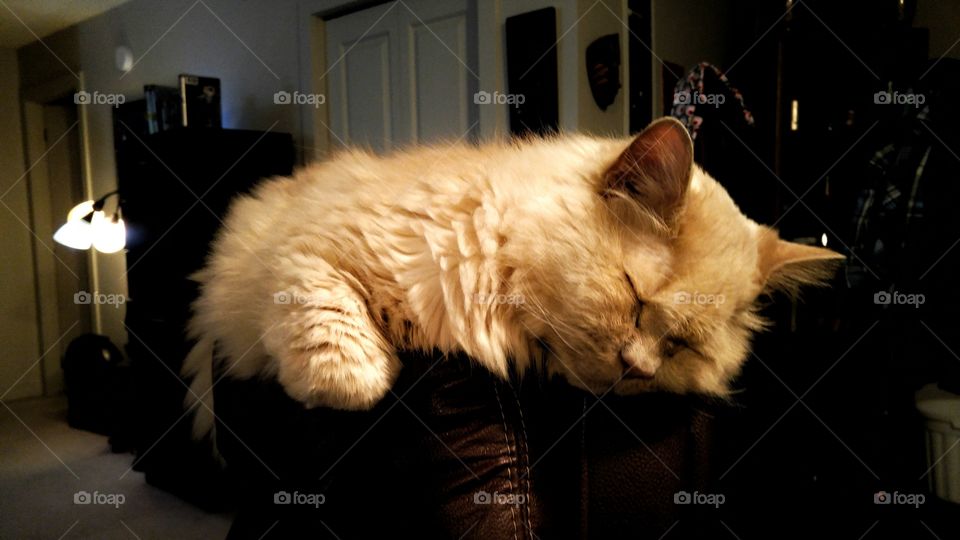 sleeping atop the chair