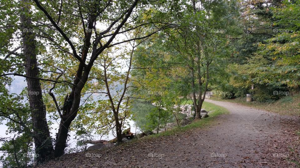 Lake tree and pathway