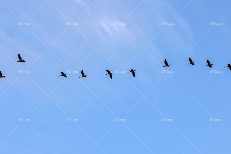 Row Of Egyptian Gooses In An  Blue Sky At Amsterdam The Netherlands 26-6-2023