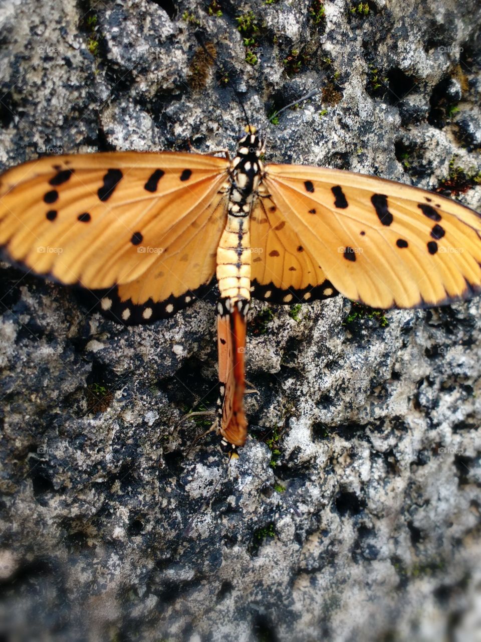 butterfly