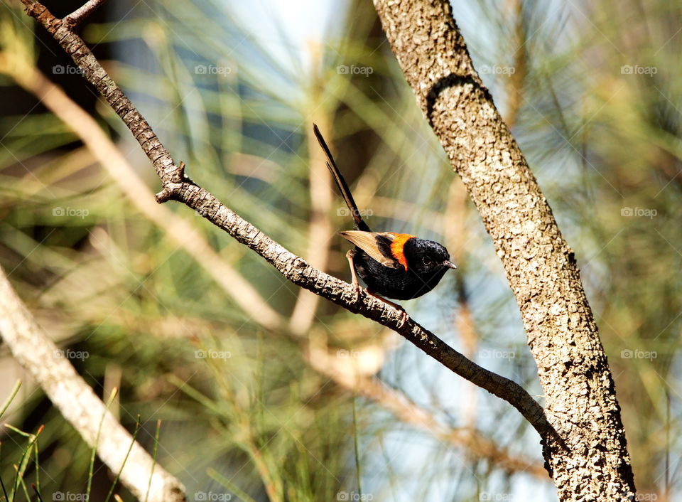 ked fairy wren  in a wetlands in Queensland