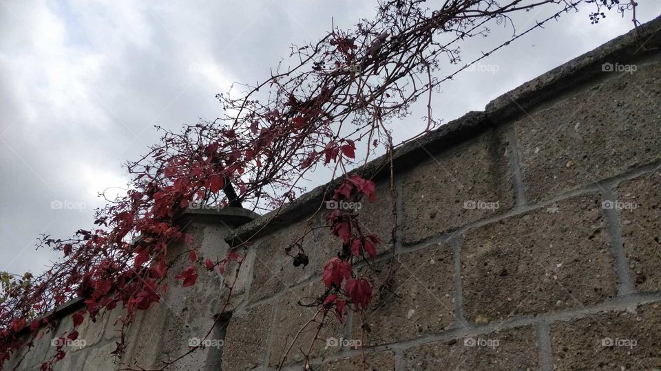 Concentration camp wall in Sachsenhausen near Berlin and dramatic fall colors