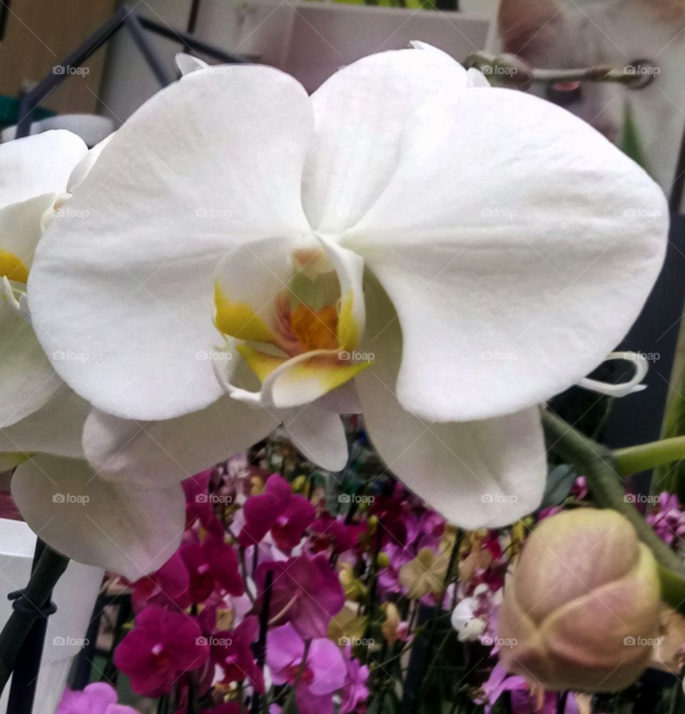 орхидеи