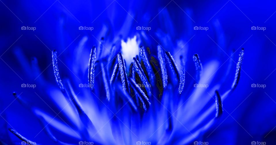 Background of blue flower stamen