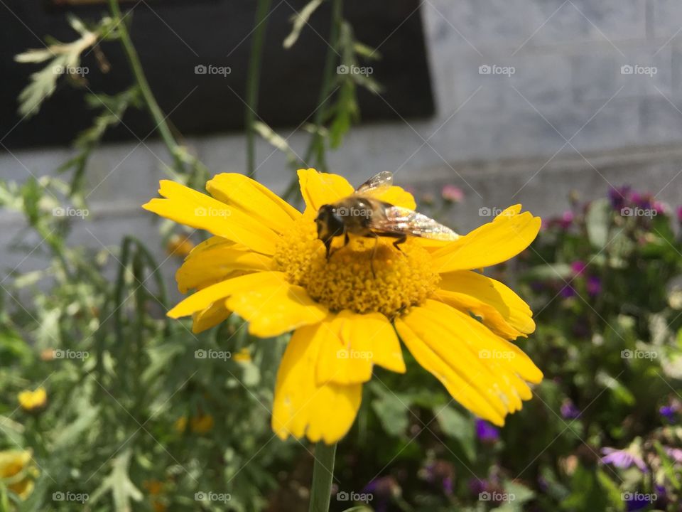 Flower in bee 